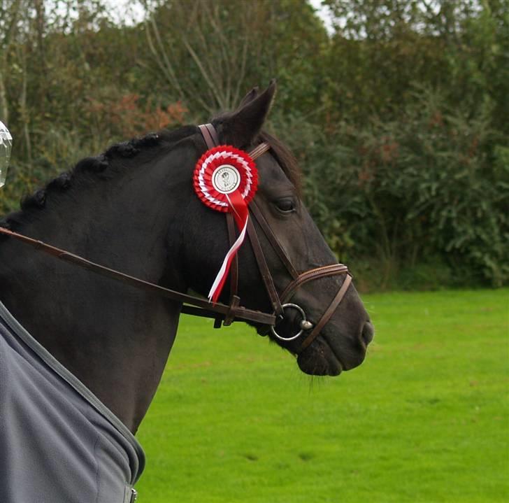 Anden særlig race Torpegårds Master  - wee ! :D vundet regionsmesterskabet kat II, 08 :D billede 12