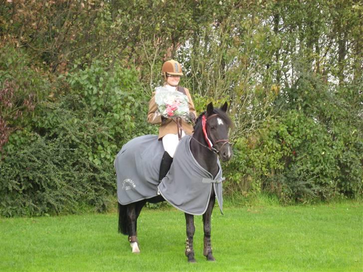 Anden særlig race Torpegårds Master  - Regionsmester 2008 pony springning xD billede 13