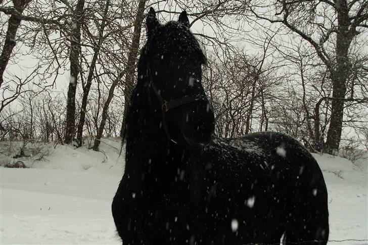 Frieser Maayke K. - Snevejr feb. 2005 billede 15