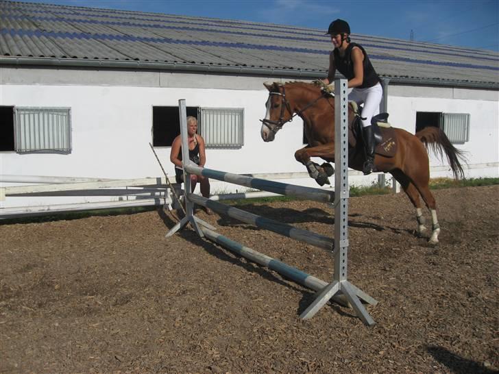 Tysk Sportspony Norano - højdespringning på skovly med tidlige ejer:) billede 7