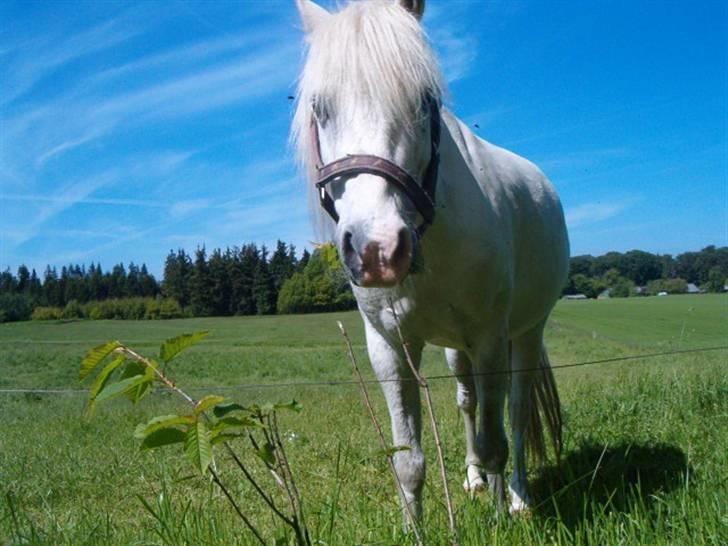 Welsh Pony (sec B) Korreborgs Kawango *MIT LIV* - Korreborgs Kawango billede 1