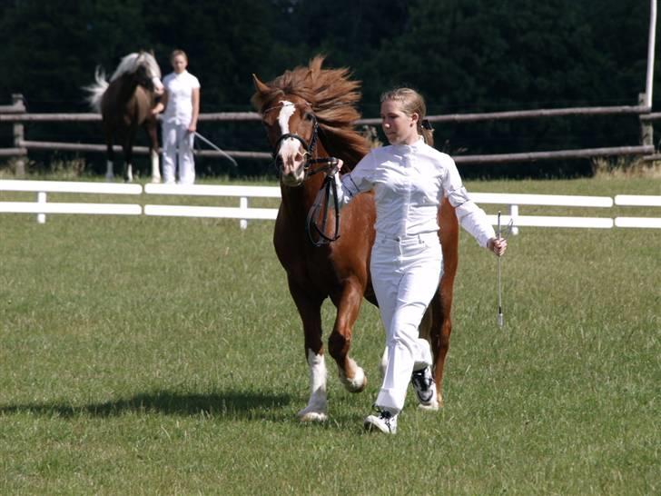 Welsh Pony af Cob-type (sec C) Åvangs Kiara billede 16