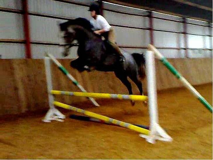 Holstener Zarina von Harknag  † 31.1.2012  †  - D.15/11 Springet er 85cm ,Billede taget med mobil billede 20