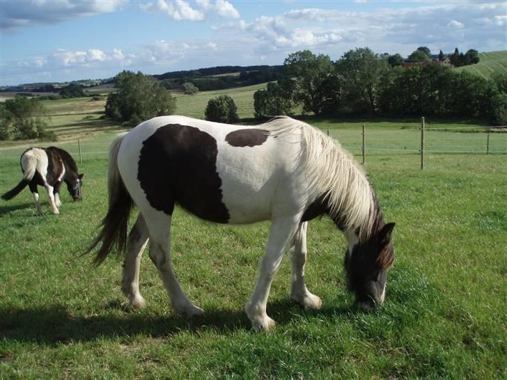 Irish Cob WW Rosie * SOLGT - sommeren 2007 - 1 år gammel billede 1