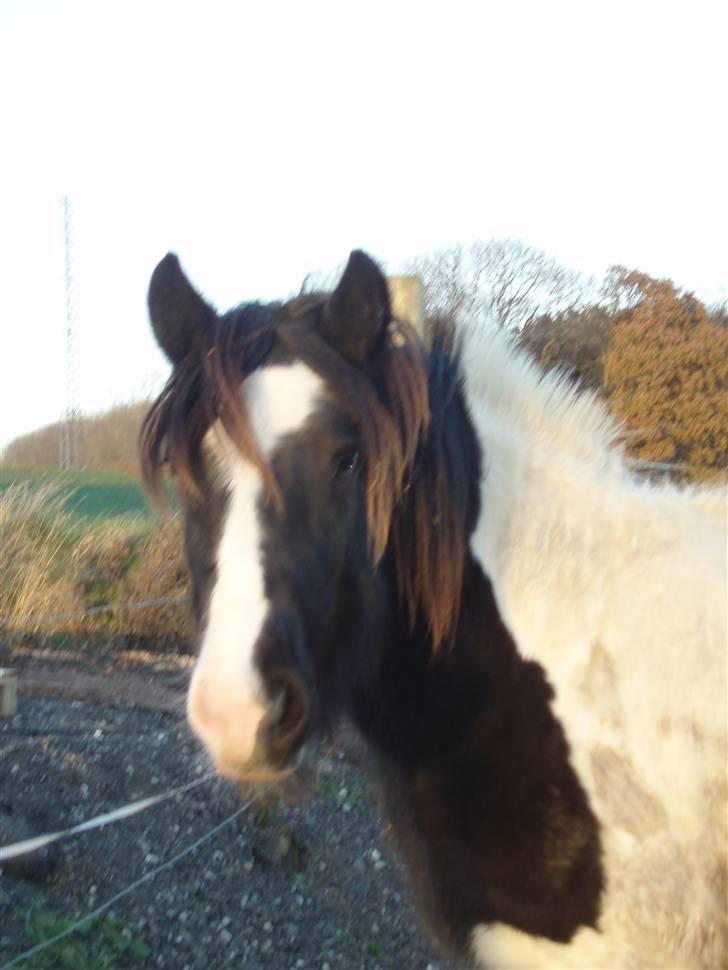 Irish Cob WW Rosie * SOLGT - efterår 07 billede 2