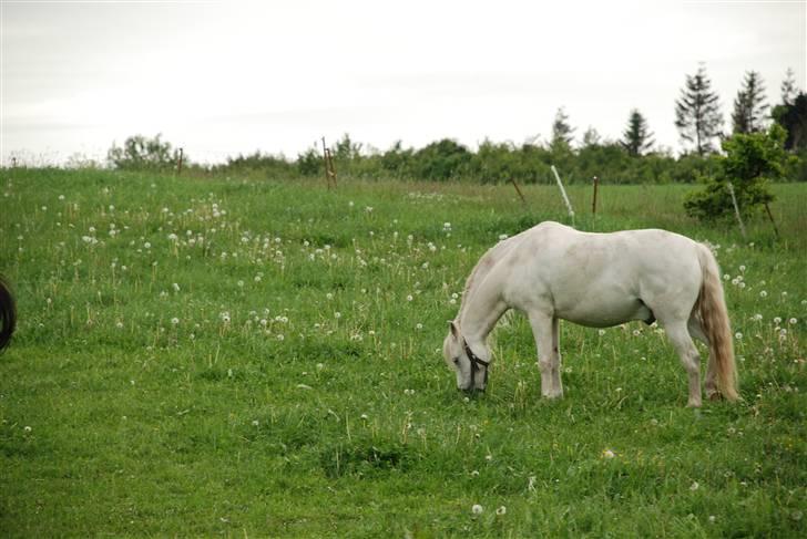 Welsh Pony (sec B) Korreborgs Kawango *MIT LIV* - Kawango ude på marken billede 2