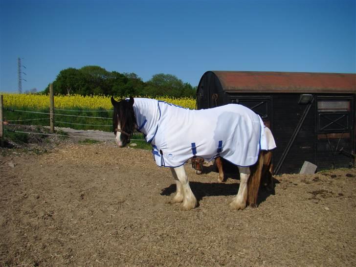 Irish Cob WW Rosie * SOLGT - sommer 08 - alt for mange mitter og fluer der generer!  billede 4