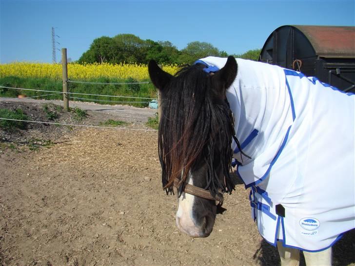 Irish Cob WW Rosie * SOLGT billede 5