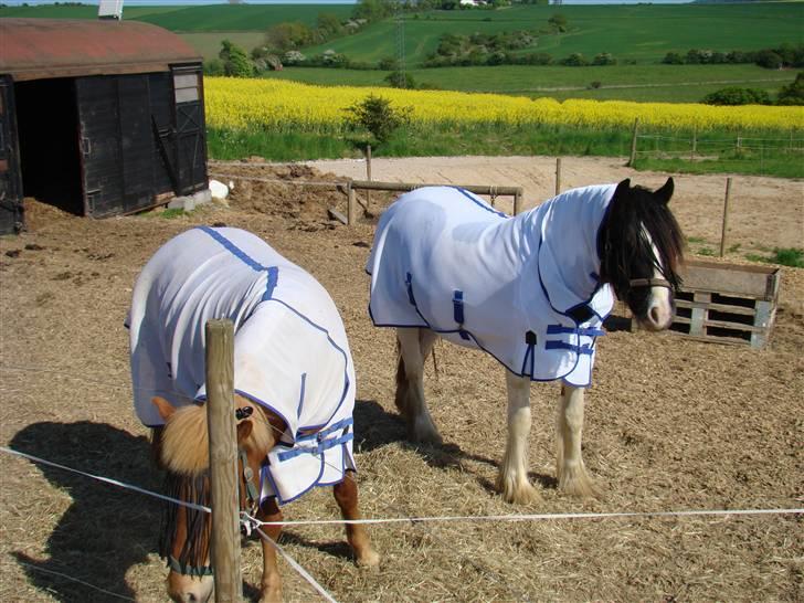 Irish Cob WW Rosie * SOLGT billede 6