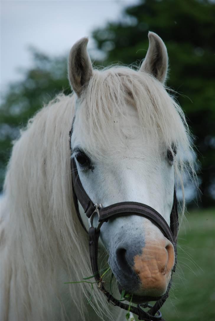 Welsh Pony (sec B) Korreborgs Kawango *MIT LIV* - Smukke Kawango billede 3