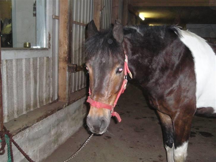 Anden særlig race Zahro -min gamle helpart billede 1