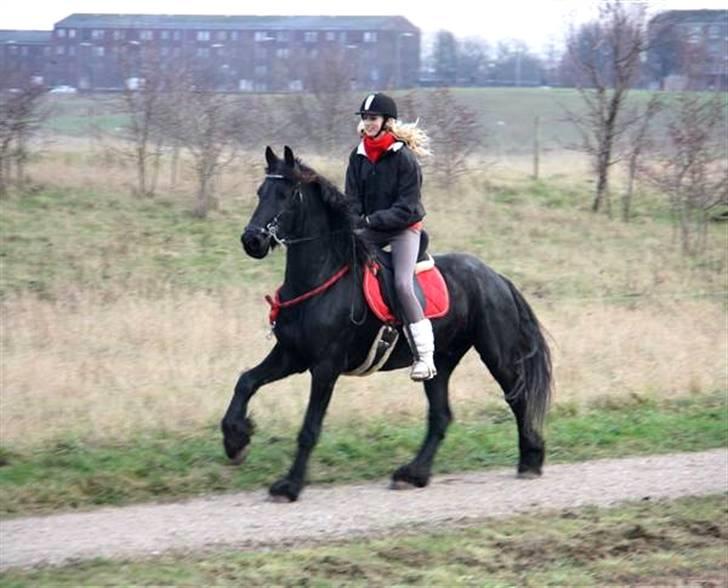 Frieser Sietse VD Molenwijk - Foto: Majsa | -S I E T S E   E R   H O T ! billede 1