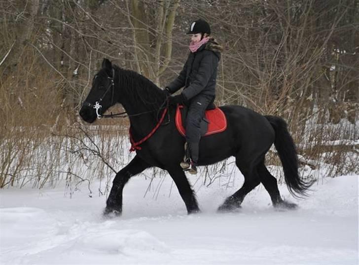 Frieser Sietse VD Molenwijk - Foto: Katrine |  billede 6