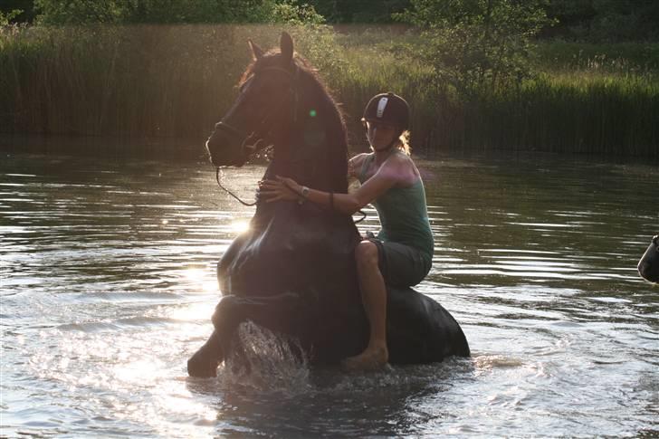 Frieser Sietse VD Molenwijk - Foto: Kristina | - Fairytale horse <3 billede 15