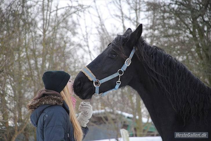 Frieser Sietse VD Molenwijk - Foto: Katrine | Den smukke og jeg <3 billede 16