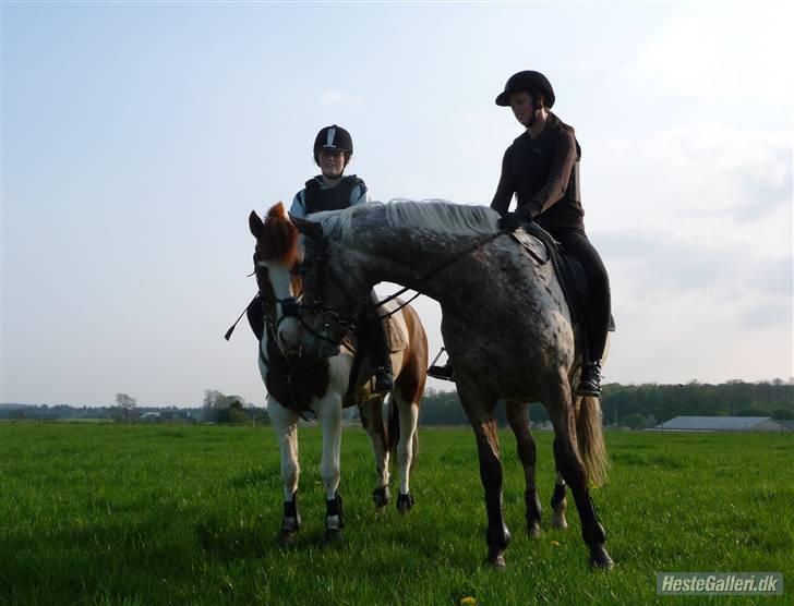 Pinto Zwier <3<3 -solgt :( - Bøsse hestene ;D Zwier & Smoeky <3 billede 14