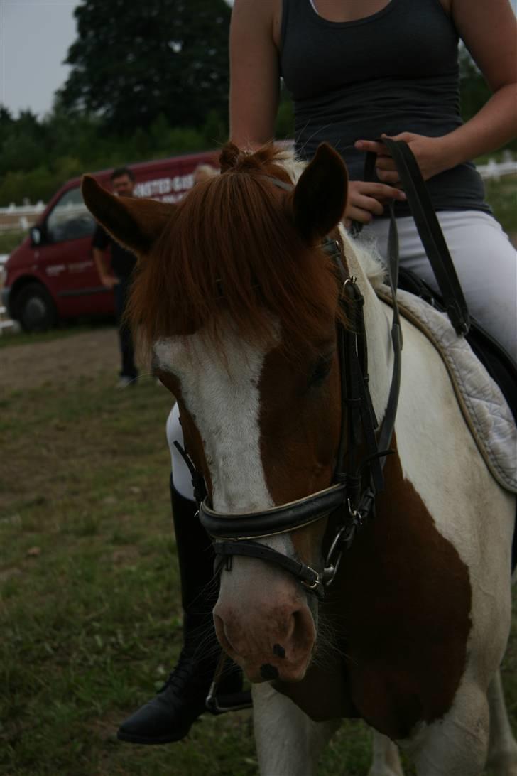 Pinto Zwier <3<3 -solgt :( - Hygge efter stævne på HDR, han var helt kanon ;D<3 billede 16