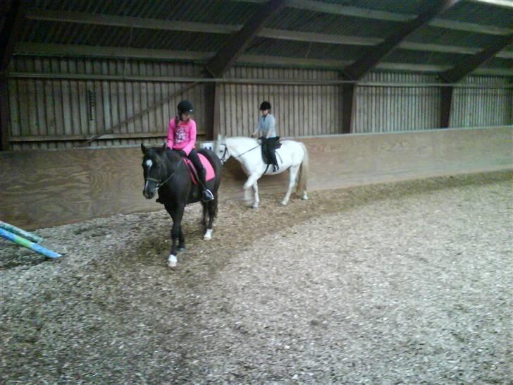 New Forest Black Pepper *elev pony* - Os igen! Foto: So billede 8