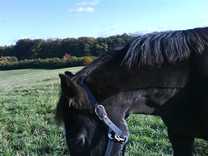 New Forest Black Pepper *elev pony* - Her skal han have noget græs! Foto: Mig billede 9