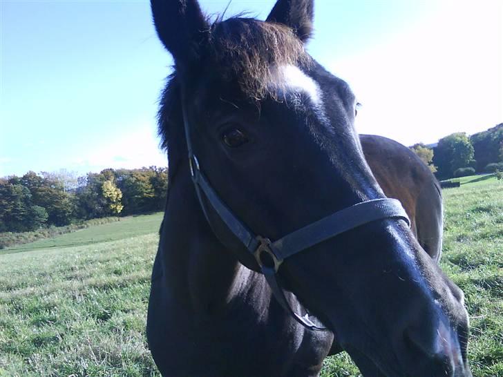 New Forest Black Pepper *elev pony* - Uuuh, hvad sker der Foto: Mig billede 10