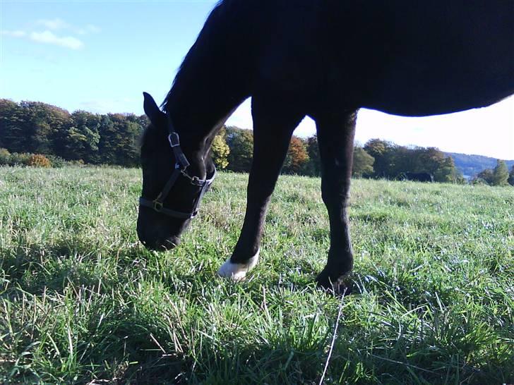 New Forest Black Pepper *elev pony* - Hmpf! Foto: Mig billede 11