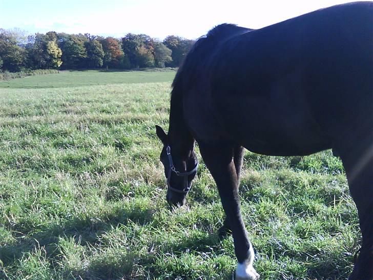 New Forest Black Pepper *elev pony* - Hmmm Foto: Mig billede 12