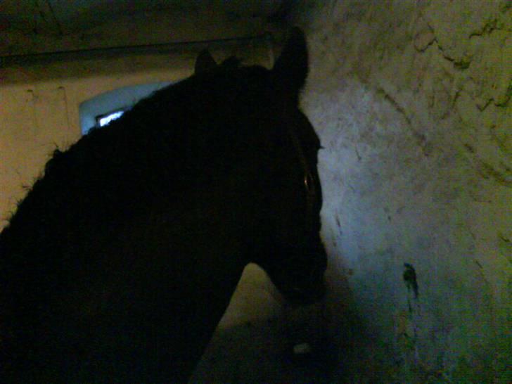 New Forest Black Pepper *elev pony* - Uuh der sker noget foto: MIg billede 13