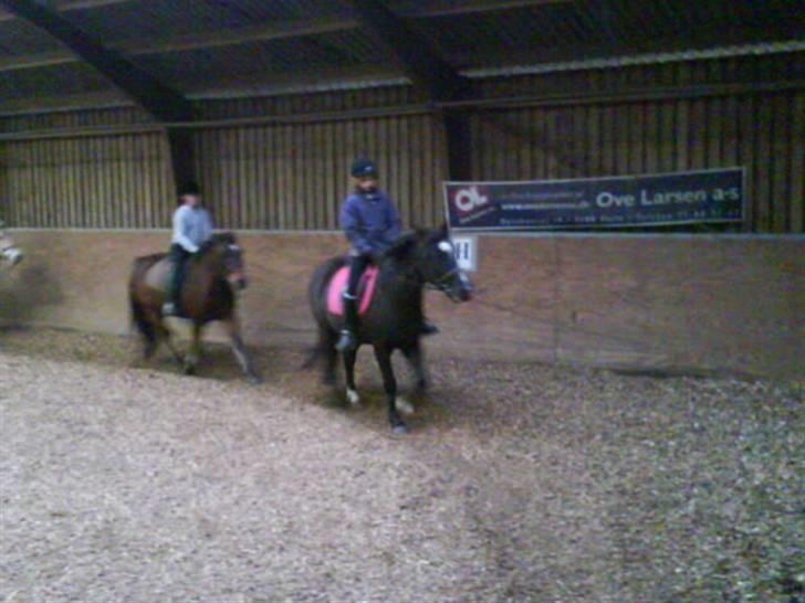 New Forest Black Pepper *elev pony* - Os to Foto: So billede 14