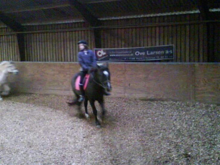 New Forest Black Pepper *elev pony* - Wee Foto: So billede 15