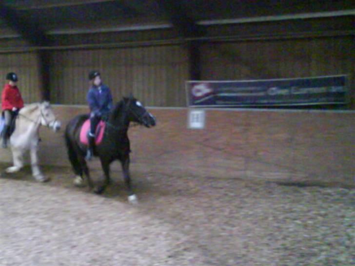 New Forest Black Pepper *elev pony* - Huuuh Foto: So billede 16