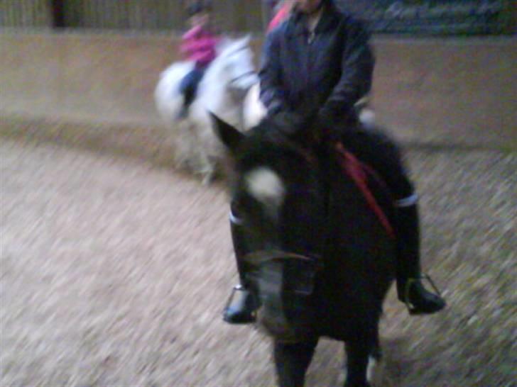 New Forest Black Pepper *elev pony* - Hej med dig Foto: So billede 17