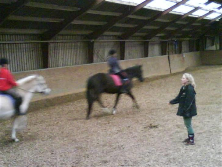 New Forest Black Pepper *elev pony* - Lige en skråt igennem foto: So billede 18