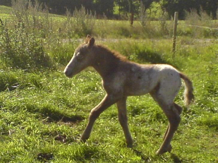 Knabstrupper Smilla - På dagen hun blev født:) billede 13