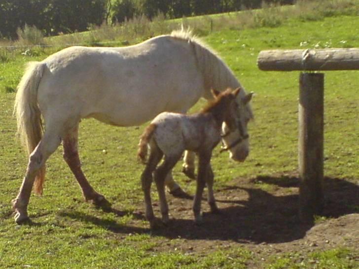 Knabstrupper Smilla - Den dag hun blev født:) billede 14