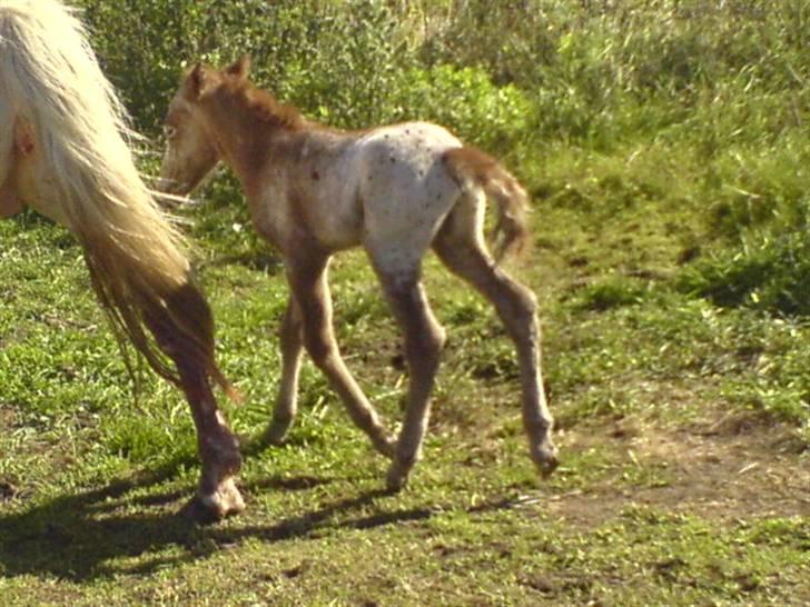 Knabstrupper Smilla billede 15