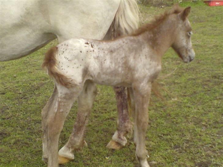 Knabstrupper Smilla billede 16