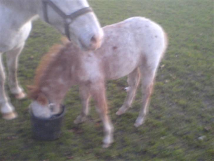 Knabstrupper Smilla - Smilla 1 måned gammel: Hallo mor Jeg er altså sikker på at det korn er til mig så bare flyt dig:) billede 17