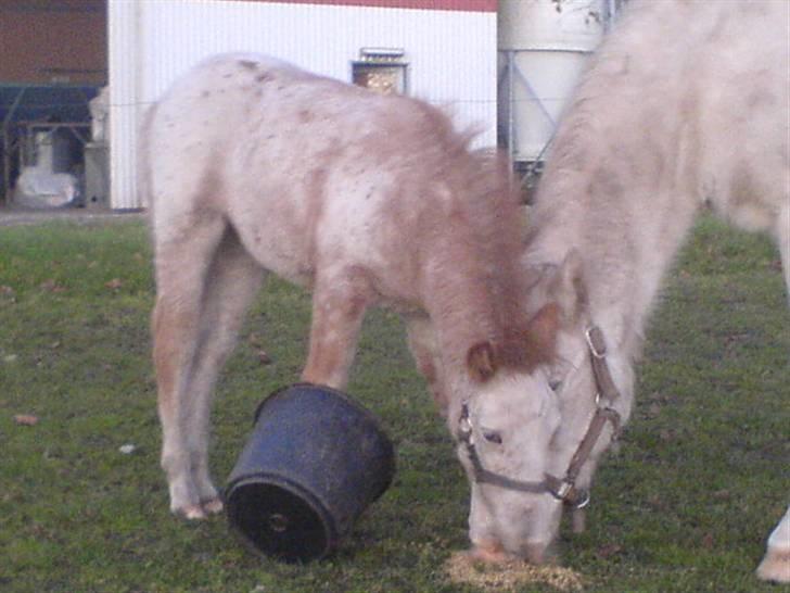 Knabstrupper Smilla billede 18