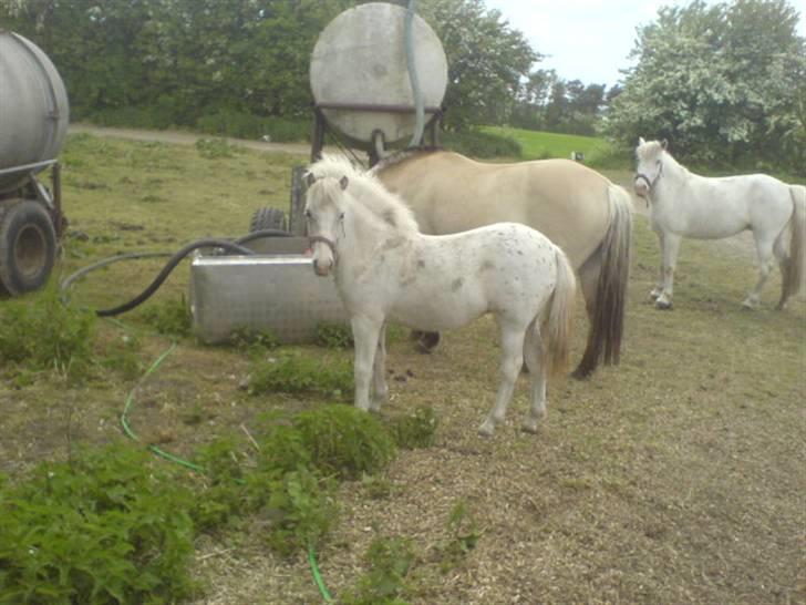 Knabstrupper Smilla - 8 måneder gammel billede 19