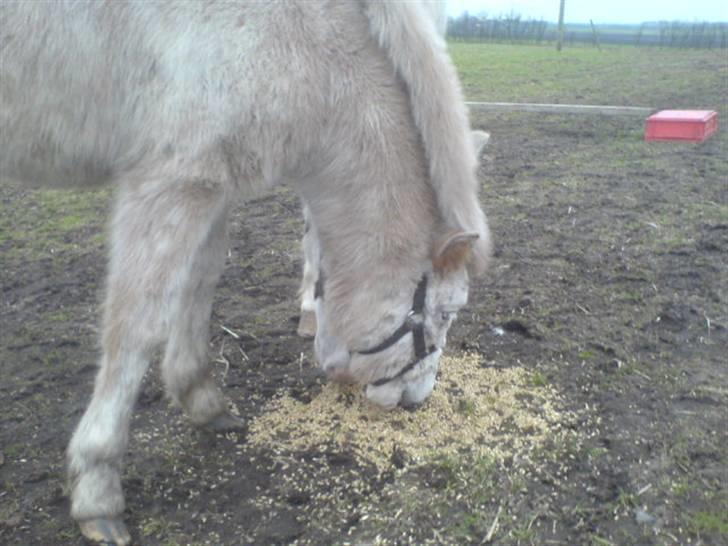 Knabstrupper Smilla - så er der spise tid igen:) billede 20