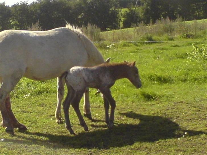 Knabstrupper Tulle - Tulles første dag som mor:) billede 14