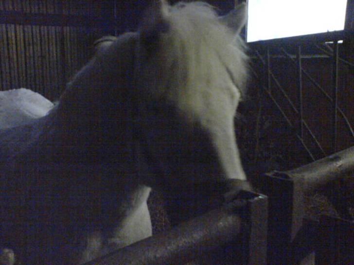 Knabstrupper Tulle - Dagen jeg fik hende:) billede 15