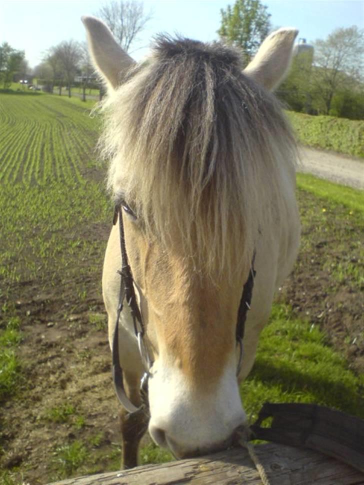 Fjordhest Trine billede 1