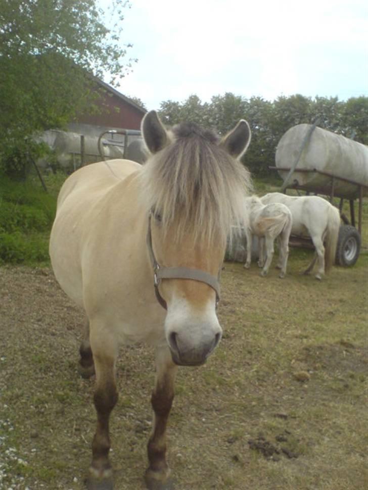 Fjordhest Trine billede 2