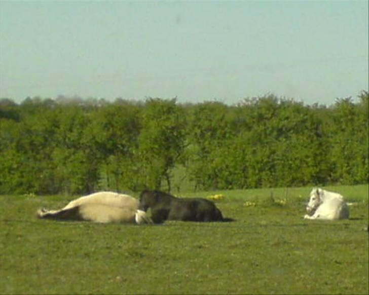 Fjordhest Trine billede 3