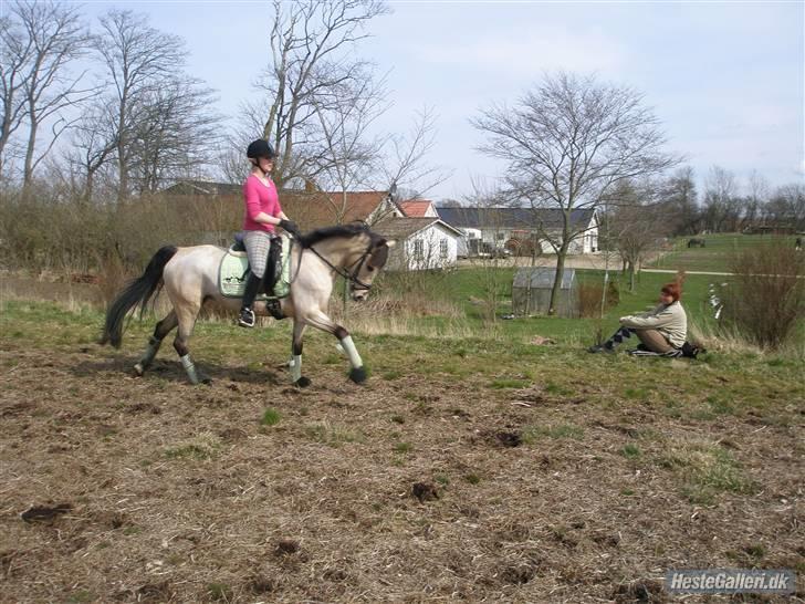 DSP Blanke - Solgt - dressur<3 billede 11