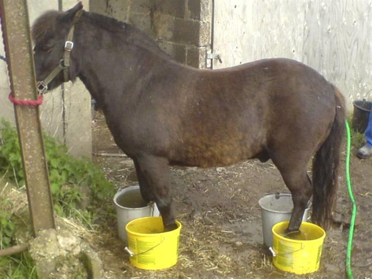 Anden særlig race Valle - Da Valle var forfangen i år 2008 billede 1