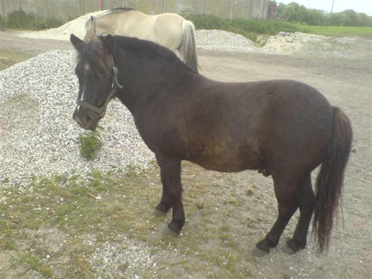 Anden særlig race Valle billede 2