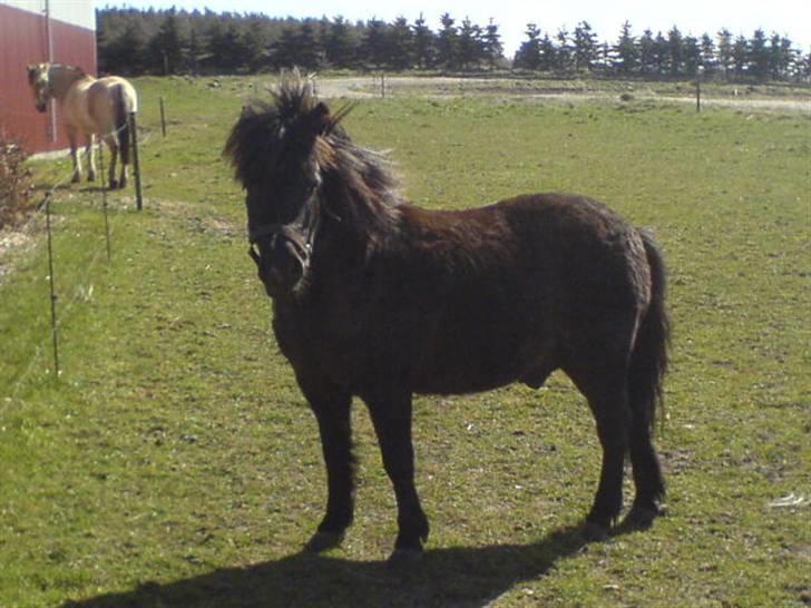 Anden særlig race Valle billede 3