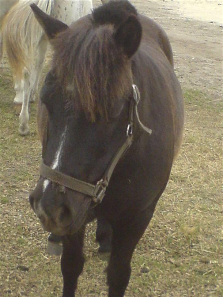 Anden særlig race Valle billede 4